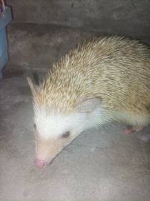 Hedgehog 