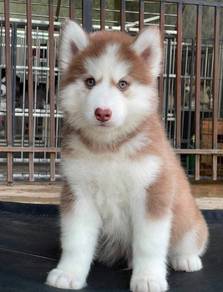 SIBERIAN HUSKY PUPPIES Sb229🌻 Male-Female