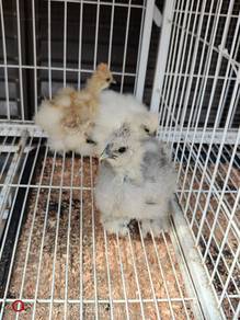 US Silkie / Ayam Silkie  - KL area only