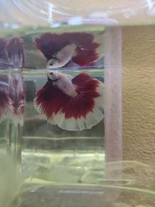 Betta Fish 