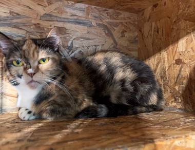 Munchkin Calico Pure Breed (Promo)