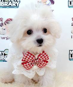 Bichon Frise