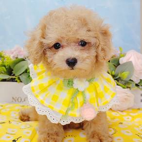 Poodle