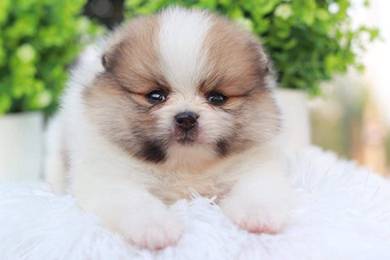 Pomeranian