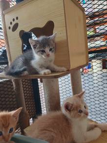 kitten untuk direhome