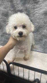 马尔泰 男
Maltipoo 
Male 
Dob ; 03-10-25