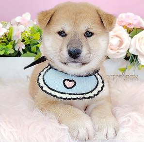 Shiba