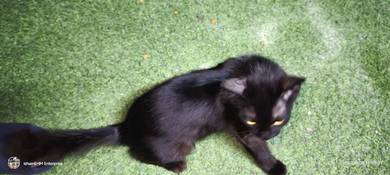 Kucing Cat kitten percuma 