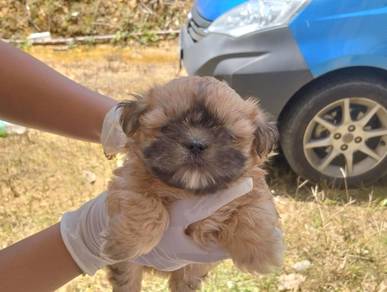 Shih Tzu + Chihuahua (Mix Breed)