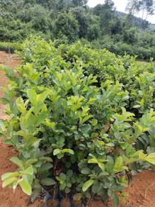 Anak pokok jambu lohan