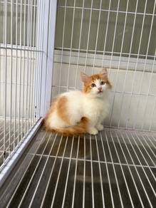 Kucing Munchkin bulu panjang