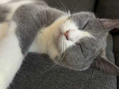 Pure Bsh