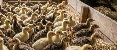 anak ayam Belanda/poult(baby turkey)