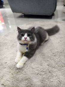 Kucing