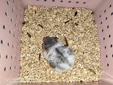 Hamster Campbell Blue Mottled Rex