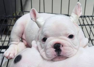 FRENCH BULLDOG PUPPIES 🌻VIP787 Boy