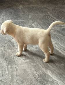Labrador Retirever