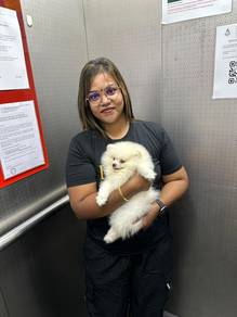 pomeranian 