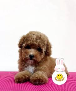 PP120 Toy Poodle puppy