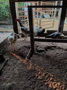 Ayam kampung
