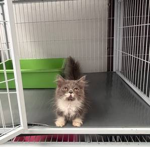 Minuet Napoleon kitten