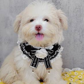 Maltipoo