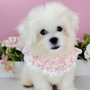 Bichon Frise