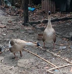 Angsa kelabu jantan dewasa untuk di jual