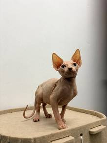 Sphynx Kitten