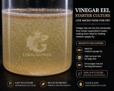 Vinegar Eels – The Perfect Tiny Food for Growing F