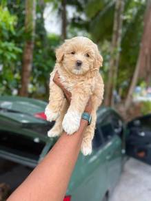 Maltipoo puppies for sale