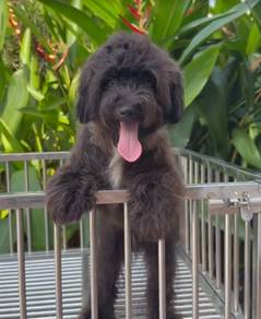 poodle