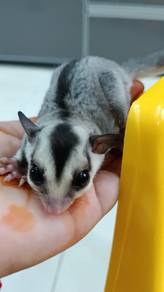 OFFER Baby Sugar Gliders