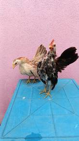 Ayam serama 