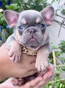 FRENCH BULLDOG PUPPIES FB295🌻Cute Puppy Available