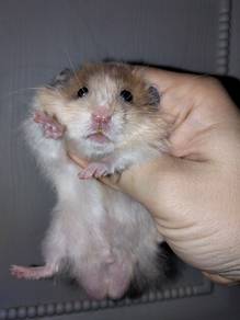 hamster syrian satin
