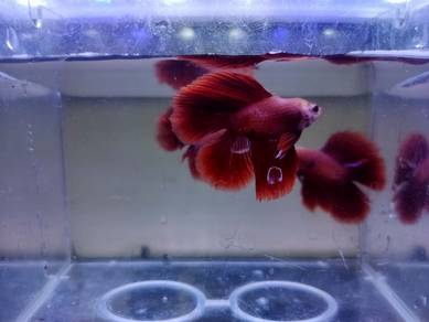 Double tail Betta Fish Ikan Laga 