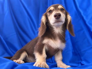 Meet our two adorable Dachshund boys! ✨
