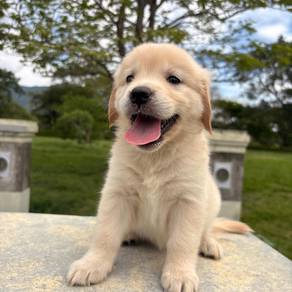 Golden Retriever p