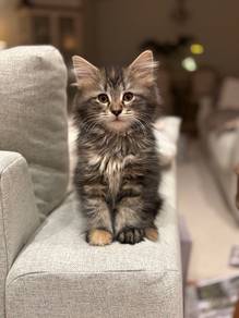 Persian Mix Mainecoon Kitten