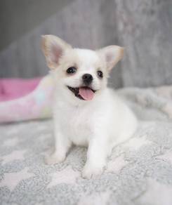 CHIHUAHUA PUPPIES CH192🌷 Head Apple Female