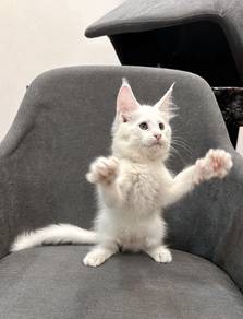Purebred Female Mainecoon kitten. 