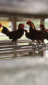 Ayam hutan muda