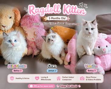 Ragdoll