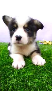 Corgi japan champion bloodline mka