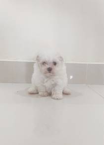 Maltese