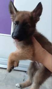 Belgian x German Shepherd