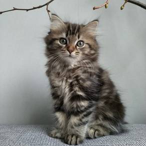 Marble Mainecoon Persian Kitten