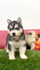 Husky male n female
