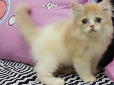 Adorable Doll Face Persian Bicolor Kitten